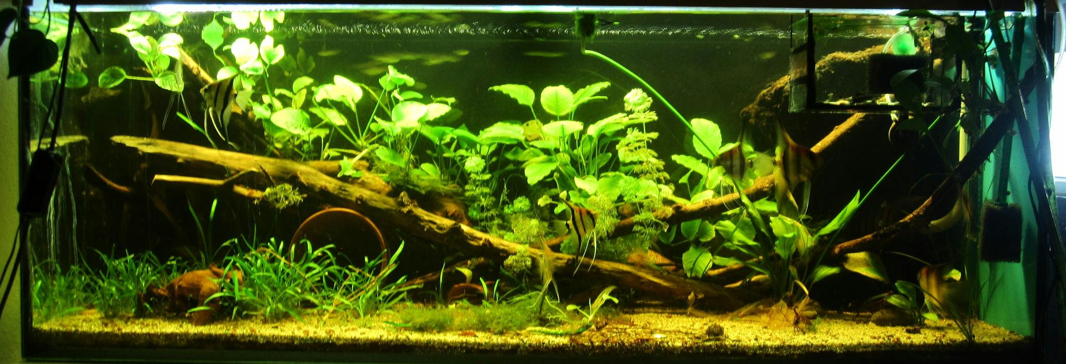 450 Liter für Pteropyllum scalare