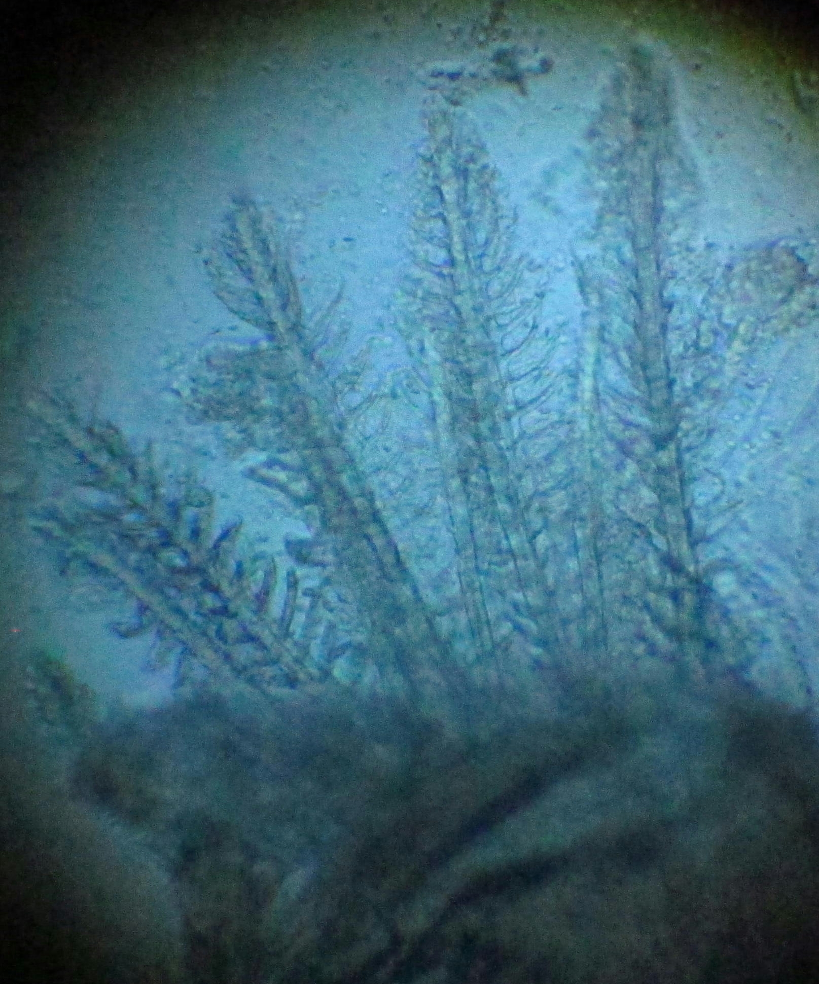 Pseudomugil furcatus - Kiemen