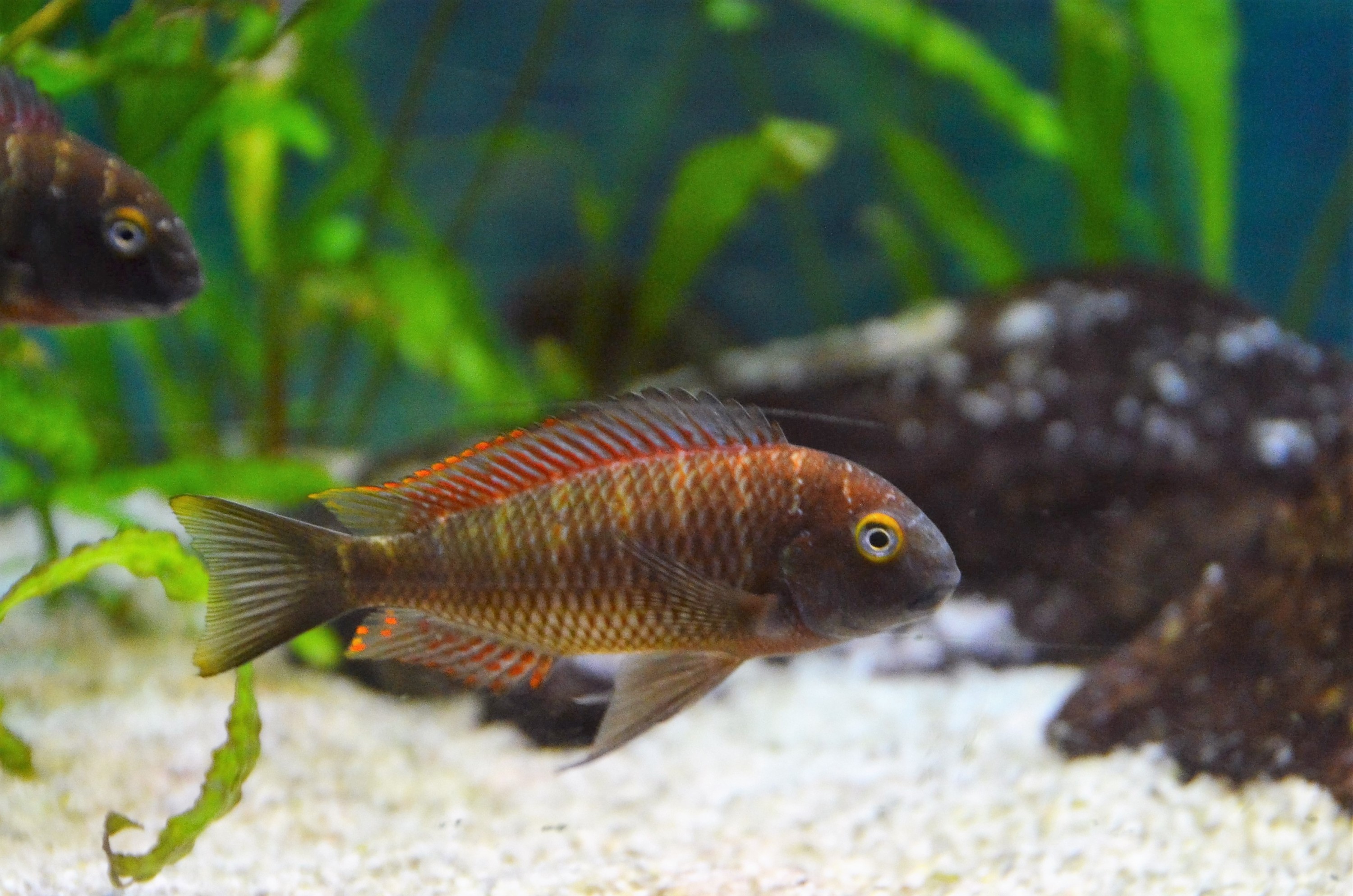 Tropheus moorii Kabiolwe