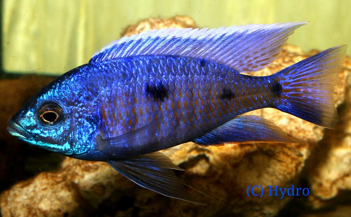 Copadichromis azureus
