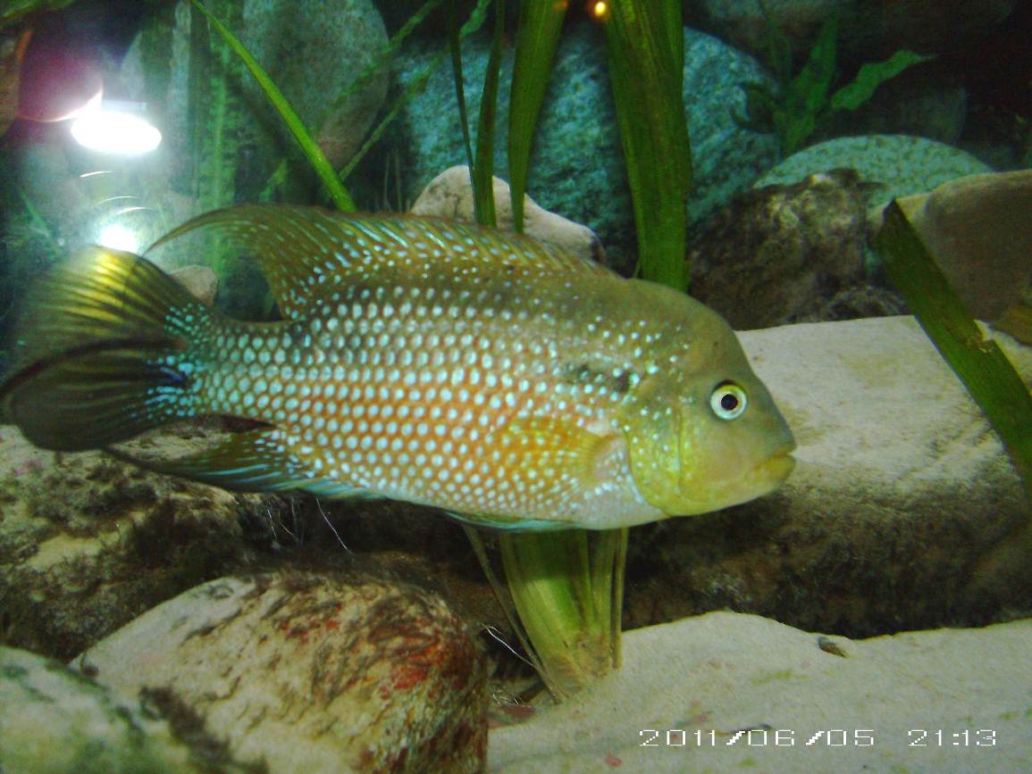 Cichlasoma istlanum