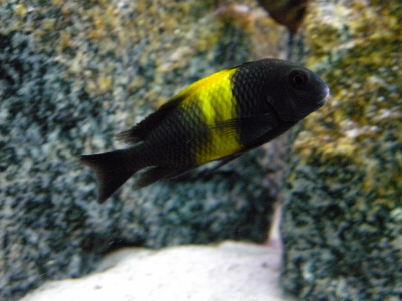 Tropheus sp. black Kiriza