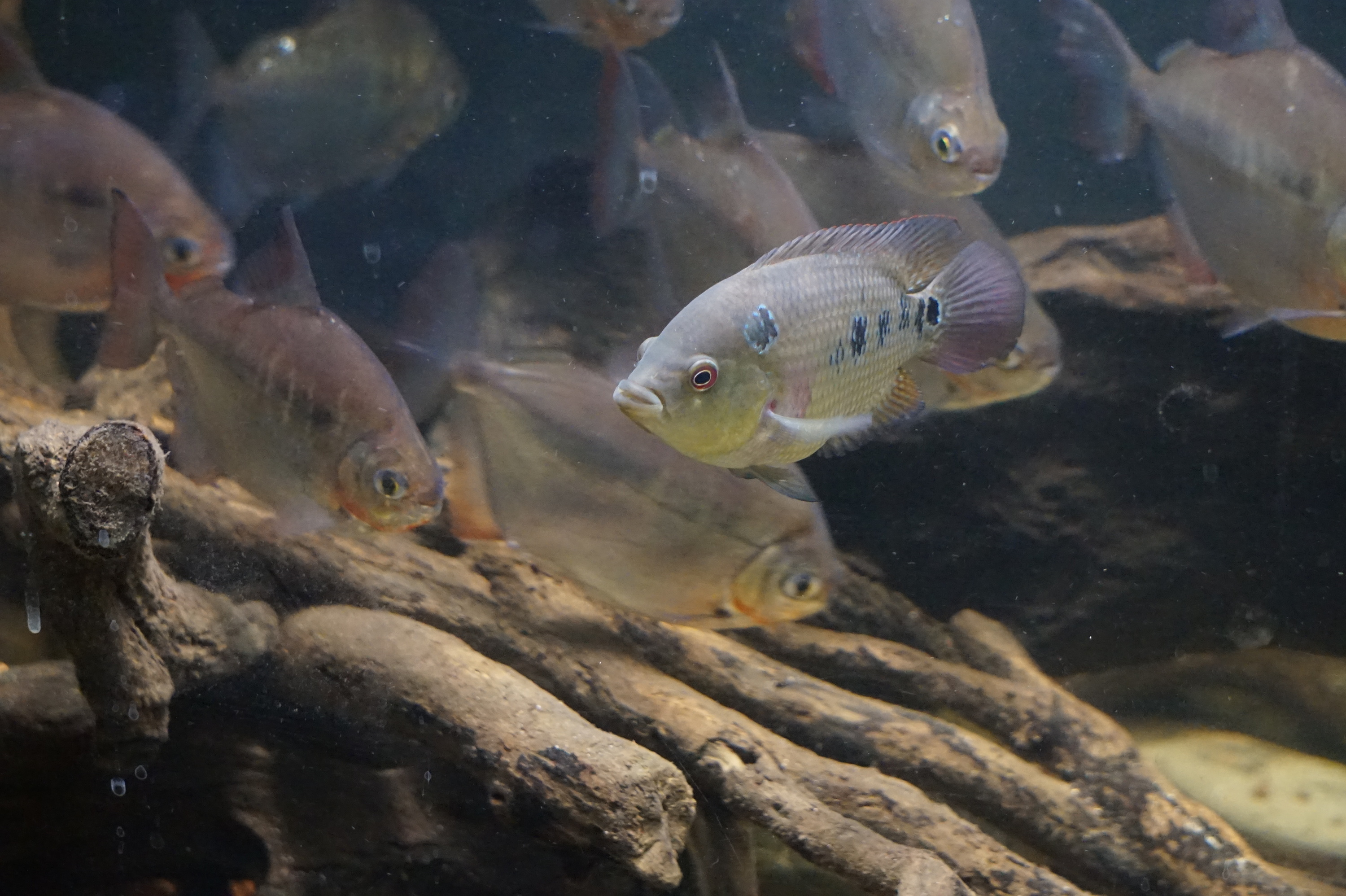 Amphilophus trimaculatus, juvenil