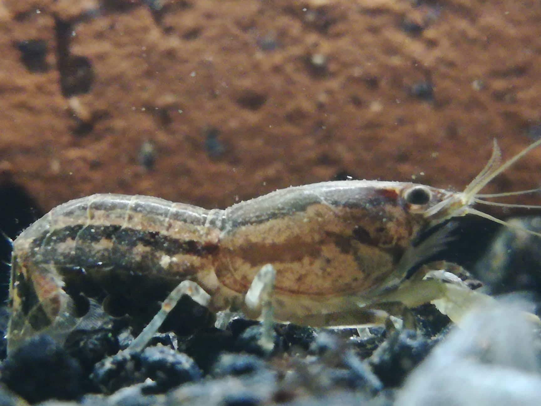 Cambarellus texanus