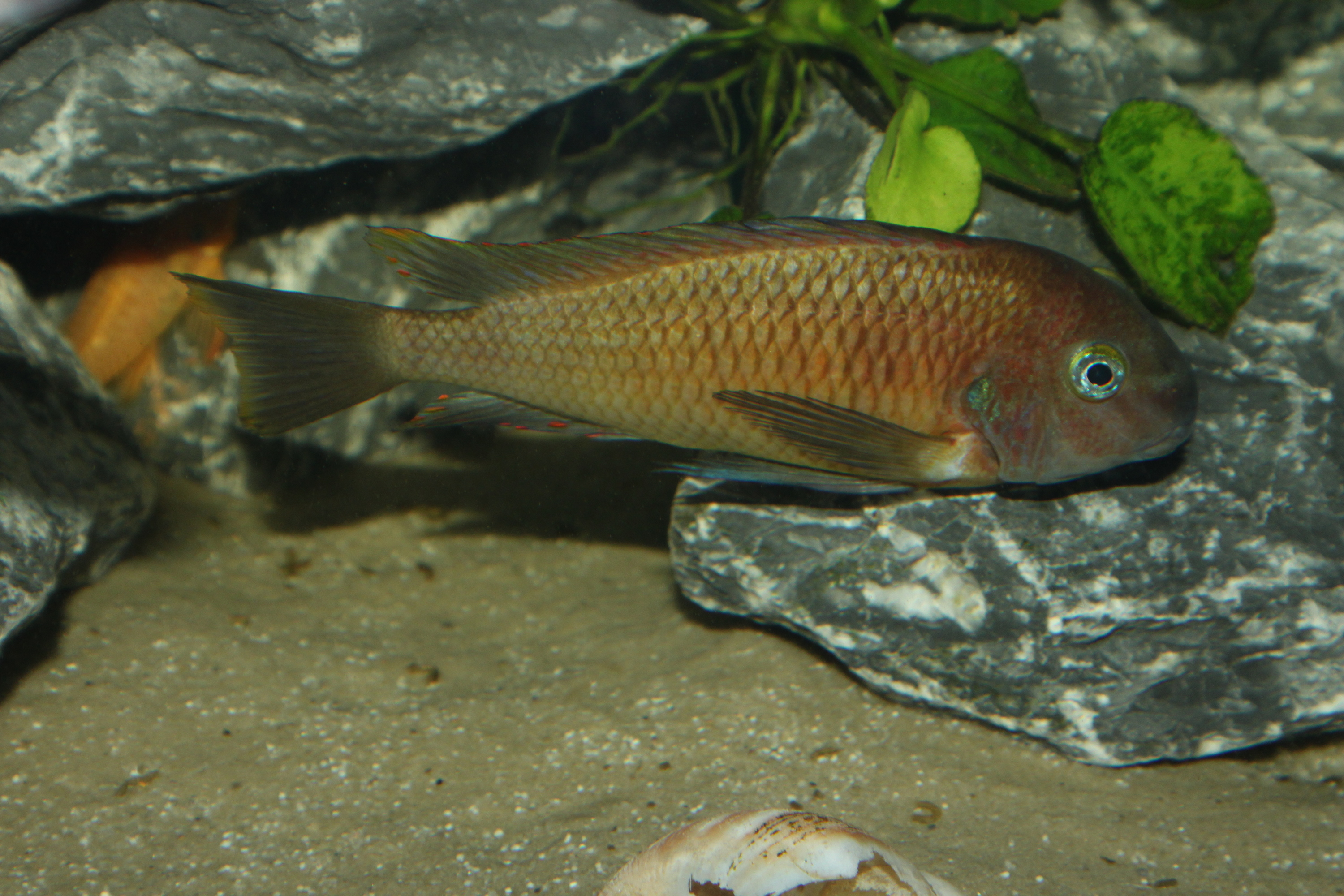 Red Namansi WF Männchen