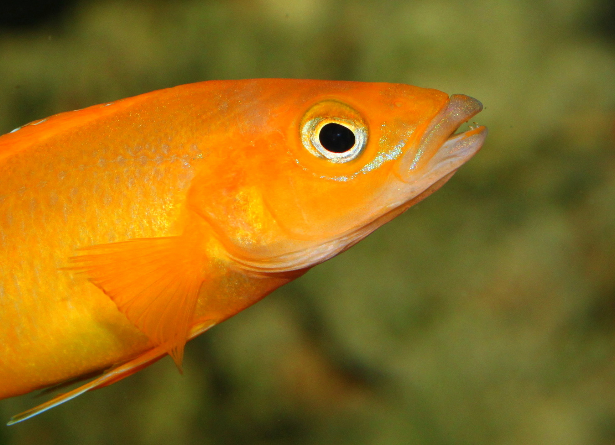 Neolamprologus leleupi