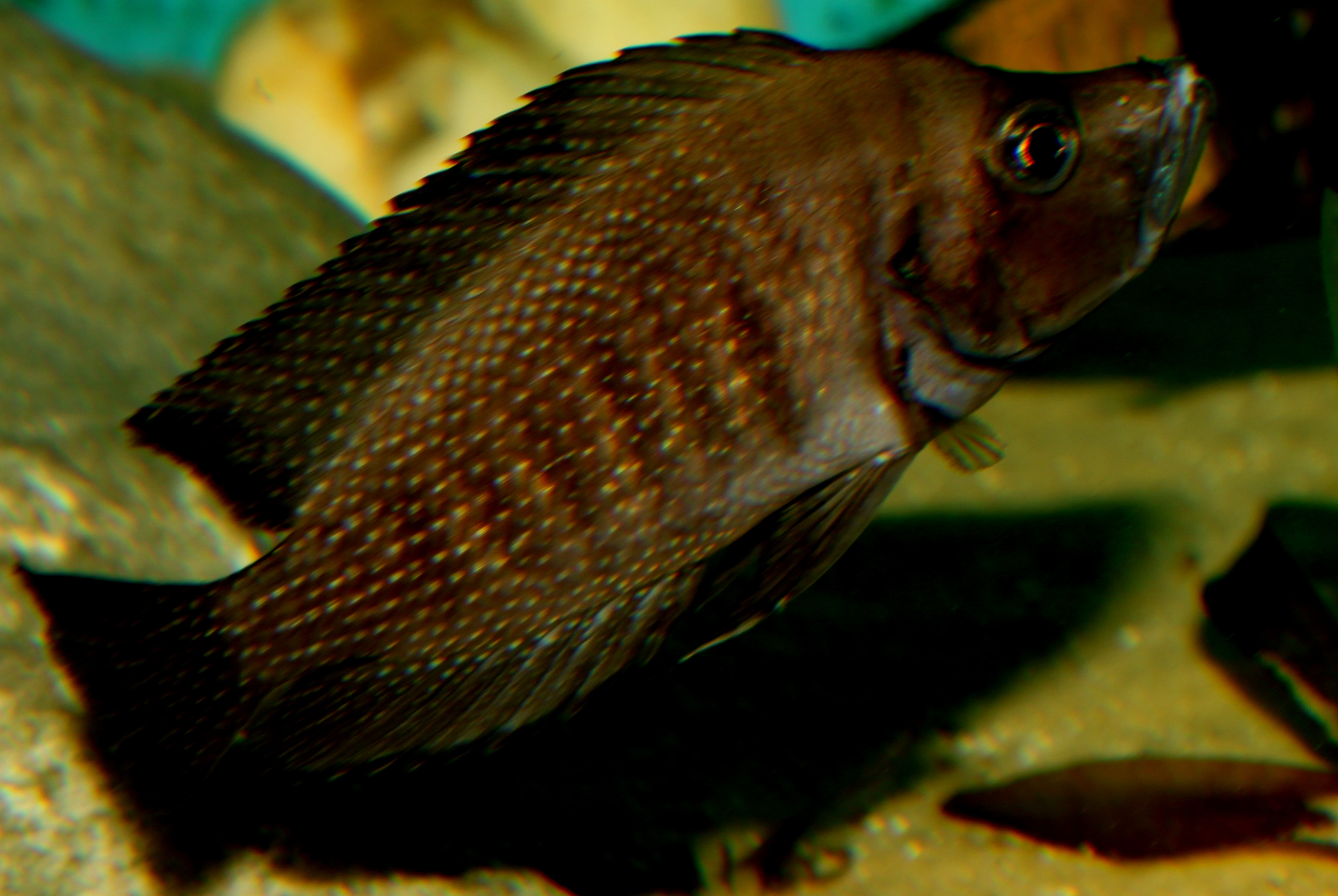 Altolamprologus calvus black pectoral