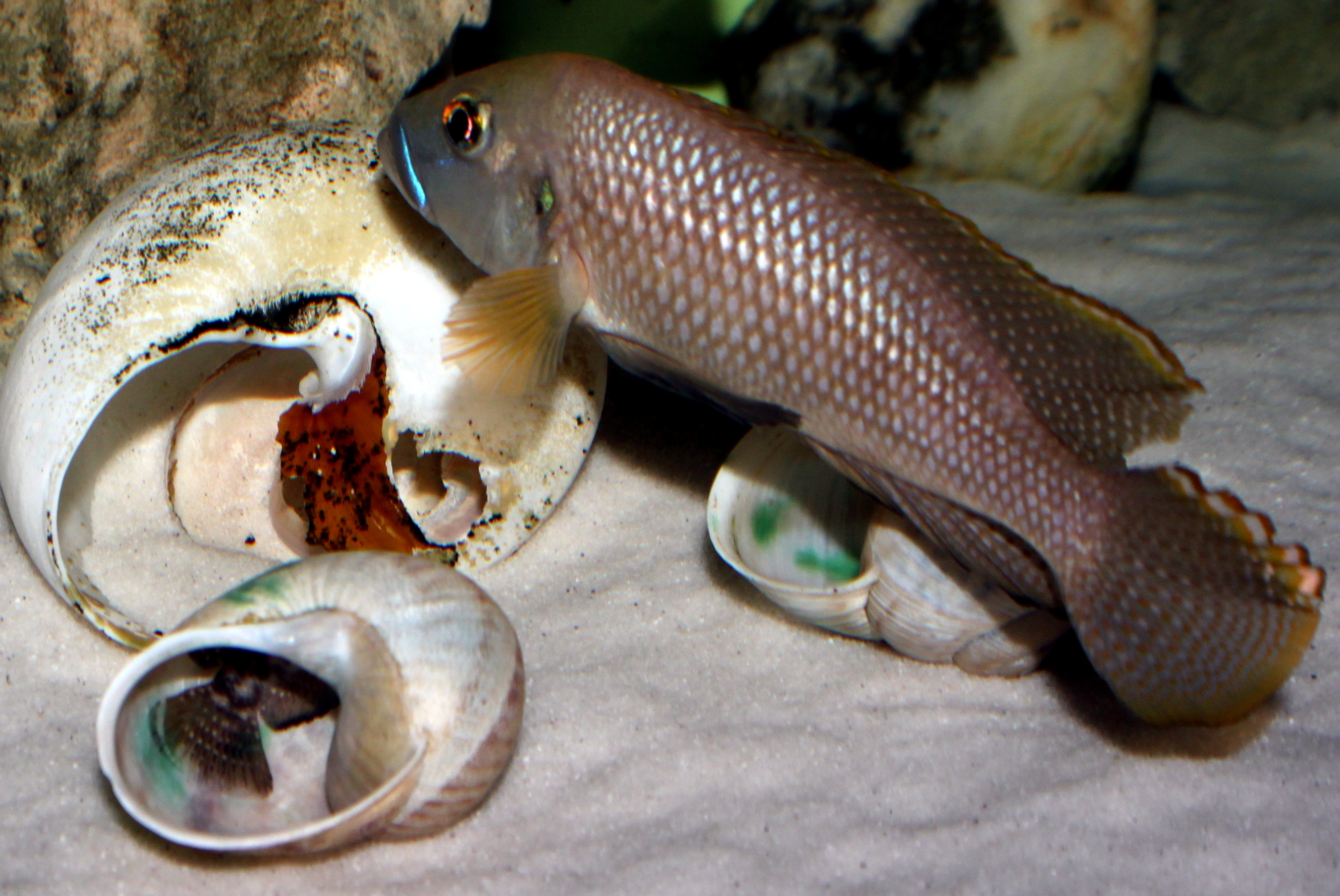 Lamprologus callipterus