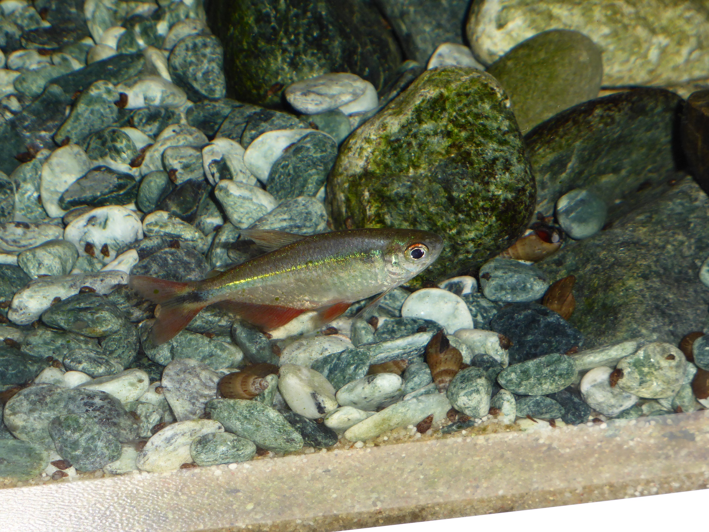 Hyphessobrycon anistisi