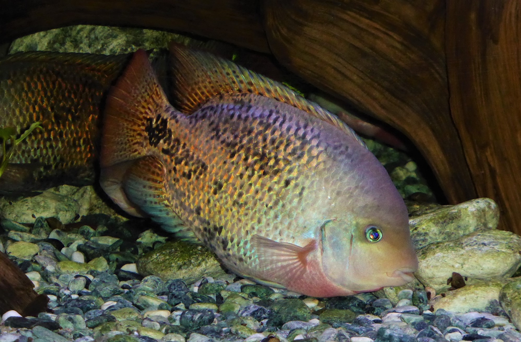 Vieja "synspilum" melanura