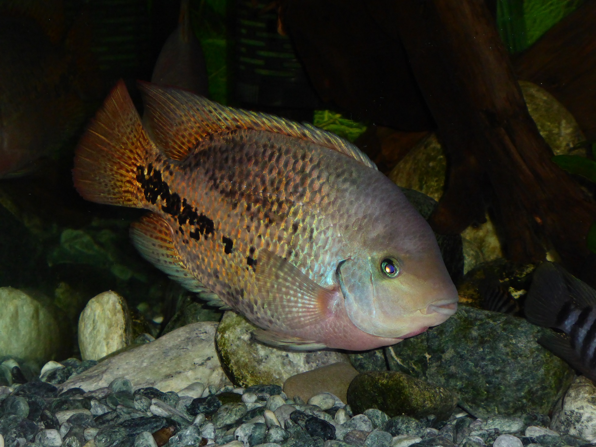 Vieja "synspilum" melanura