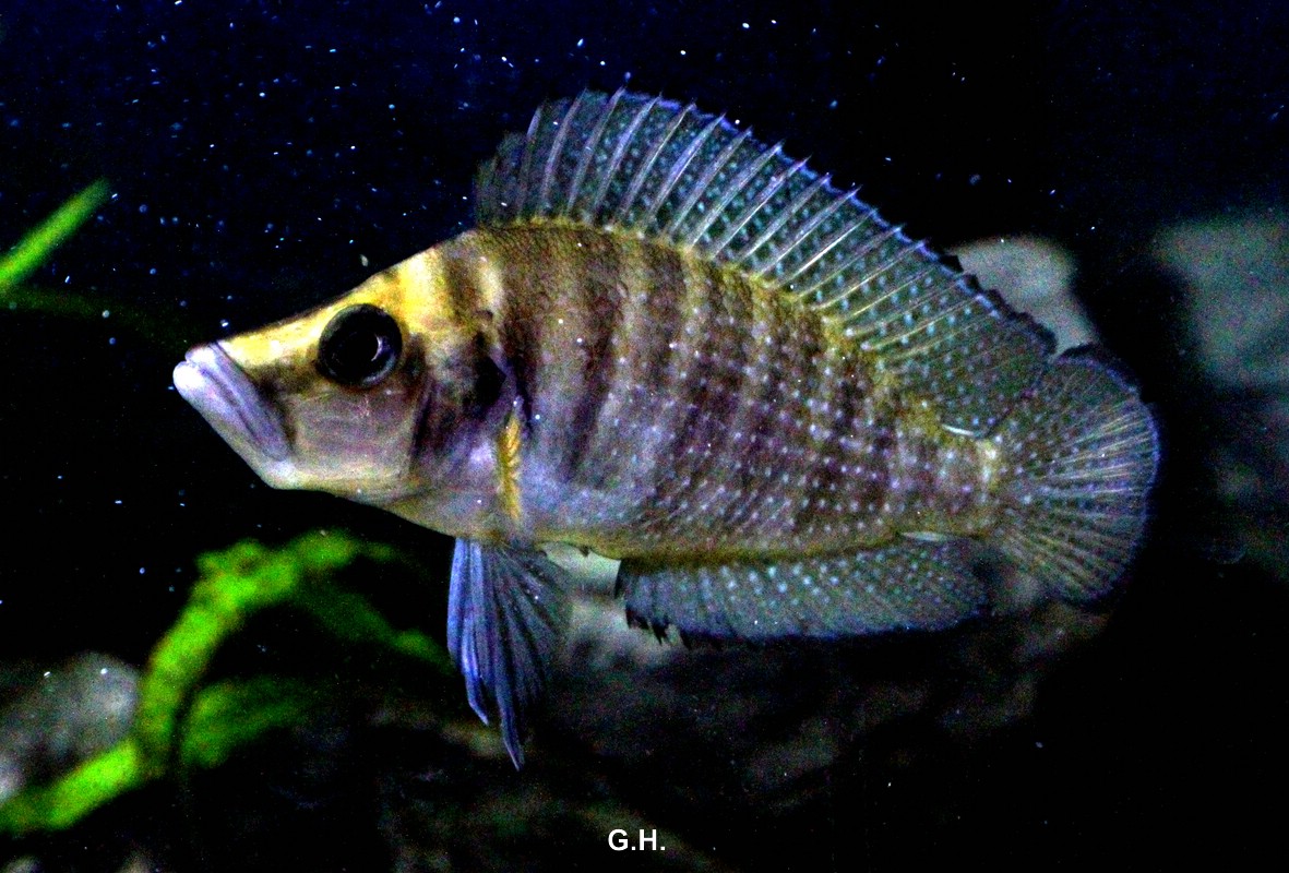 Altolamprologus