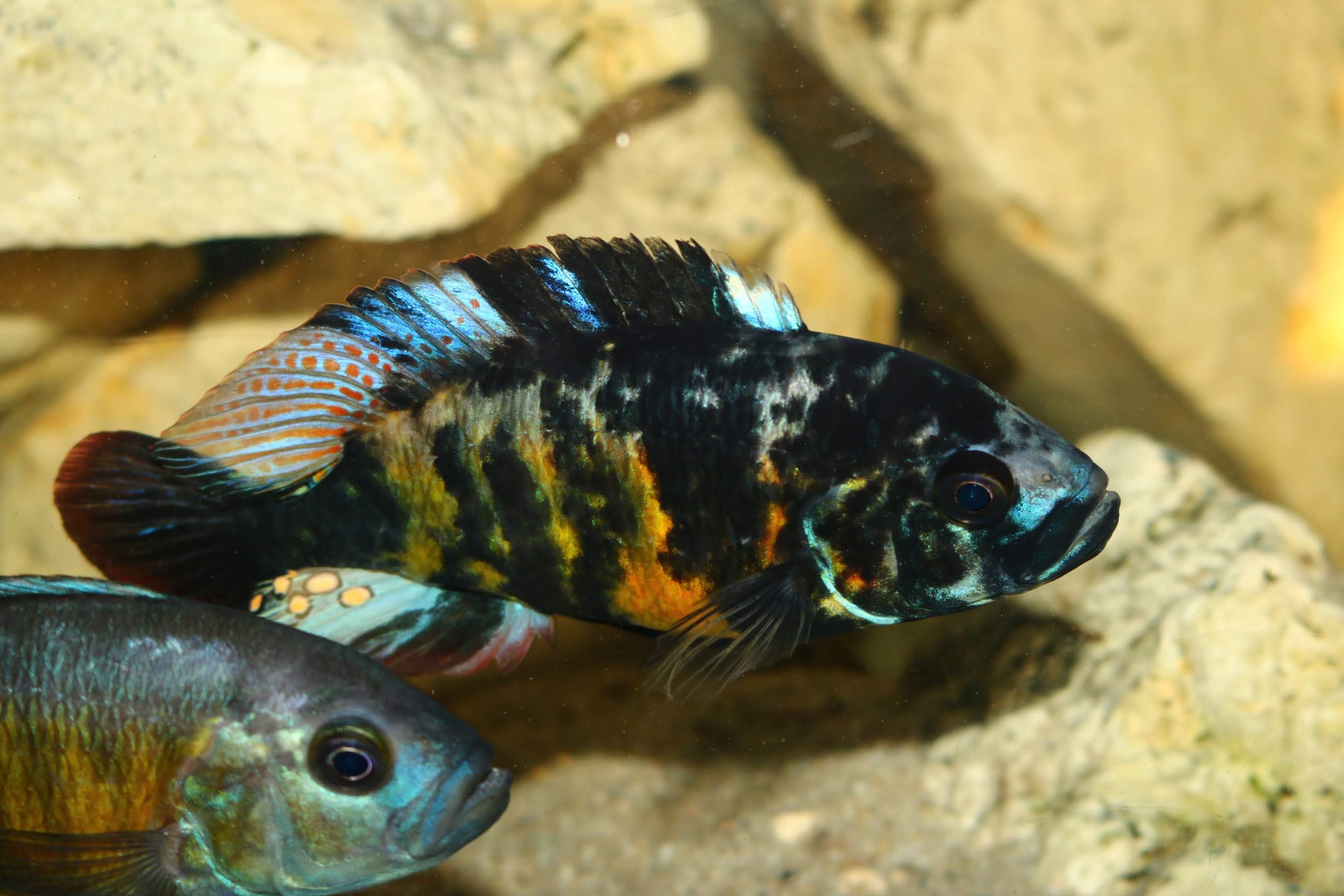 Lipochromis melanopterus Makobe