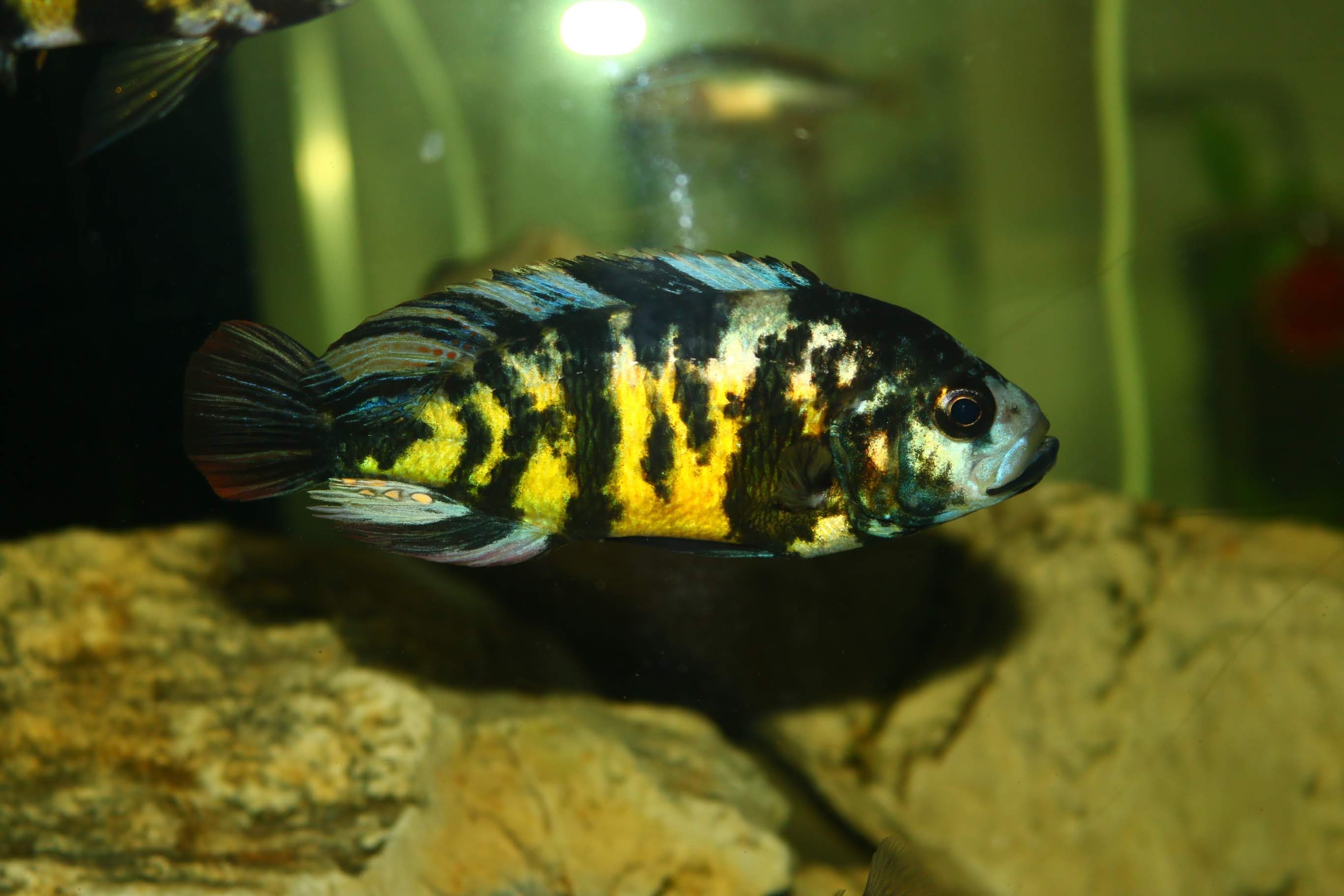 Lipochromis melanopterus Makobe