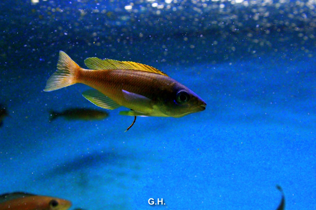 Cyprichromis leptosoma "Kitumba"