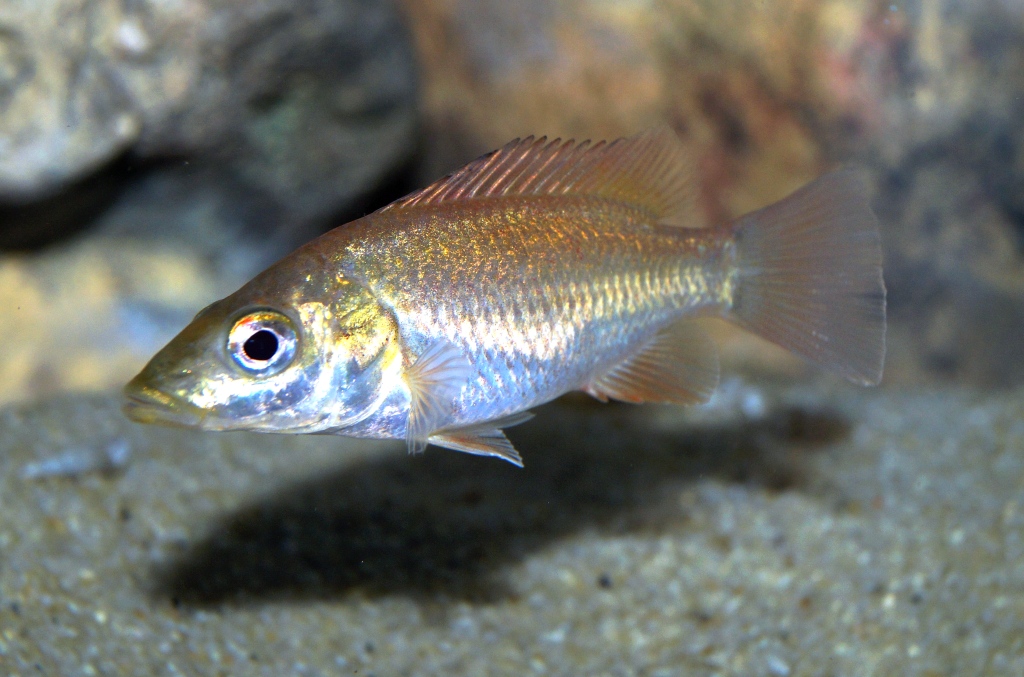 Stomatepia mongo