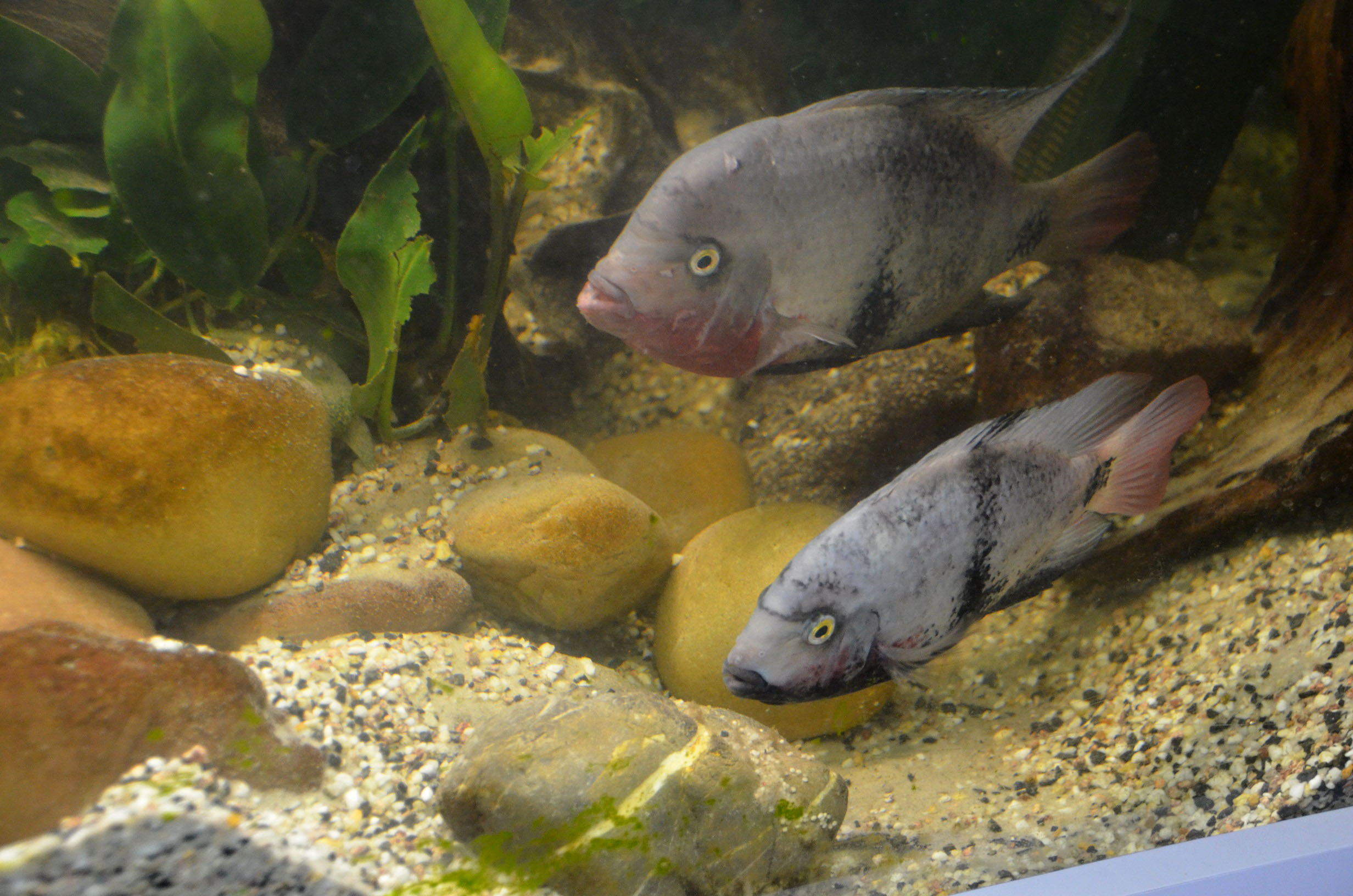 Vieja maculicauda beim Laichen