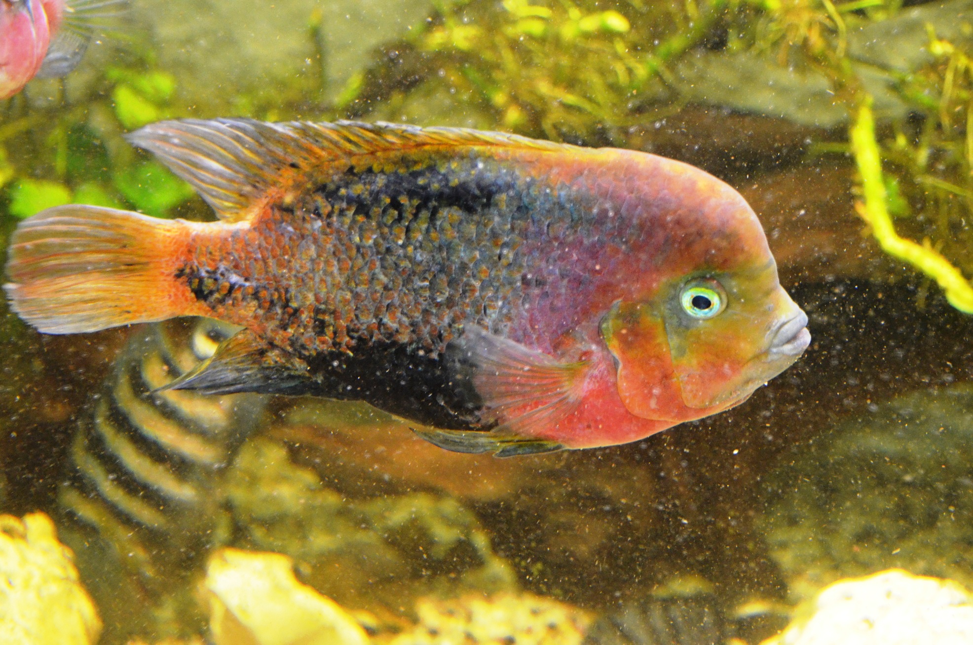 Vieja melanurus var.synspila male