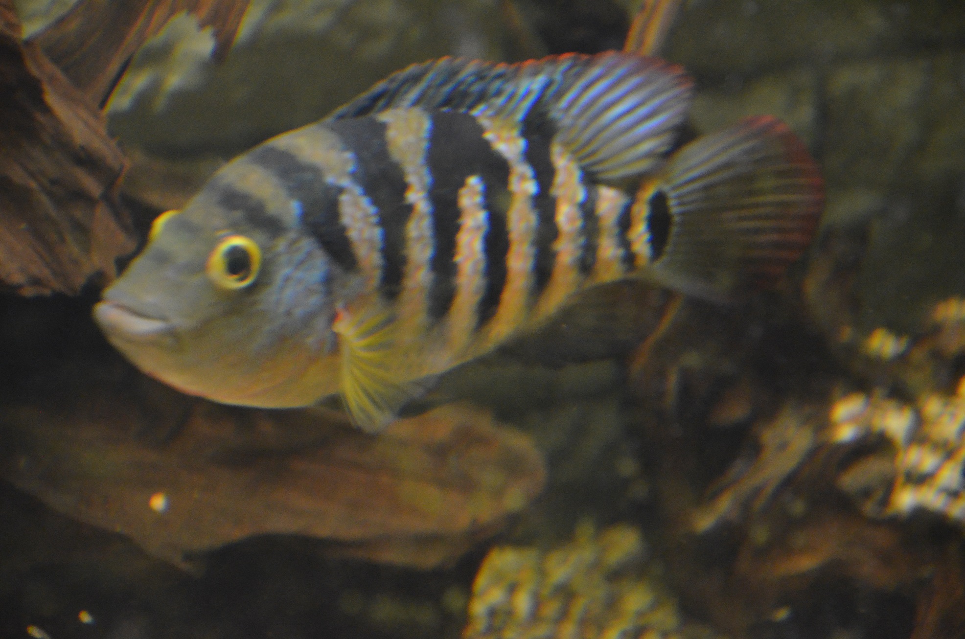 Mayaheros urophthalmus female
