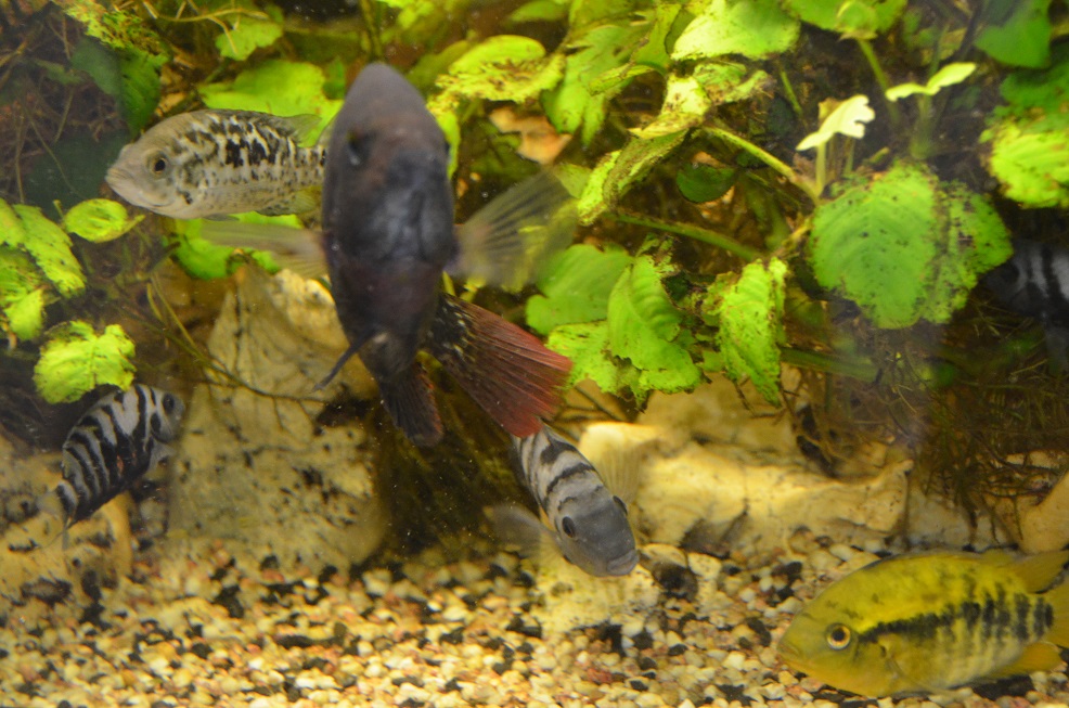 Nandopsis tetracanthus