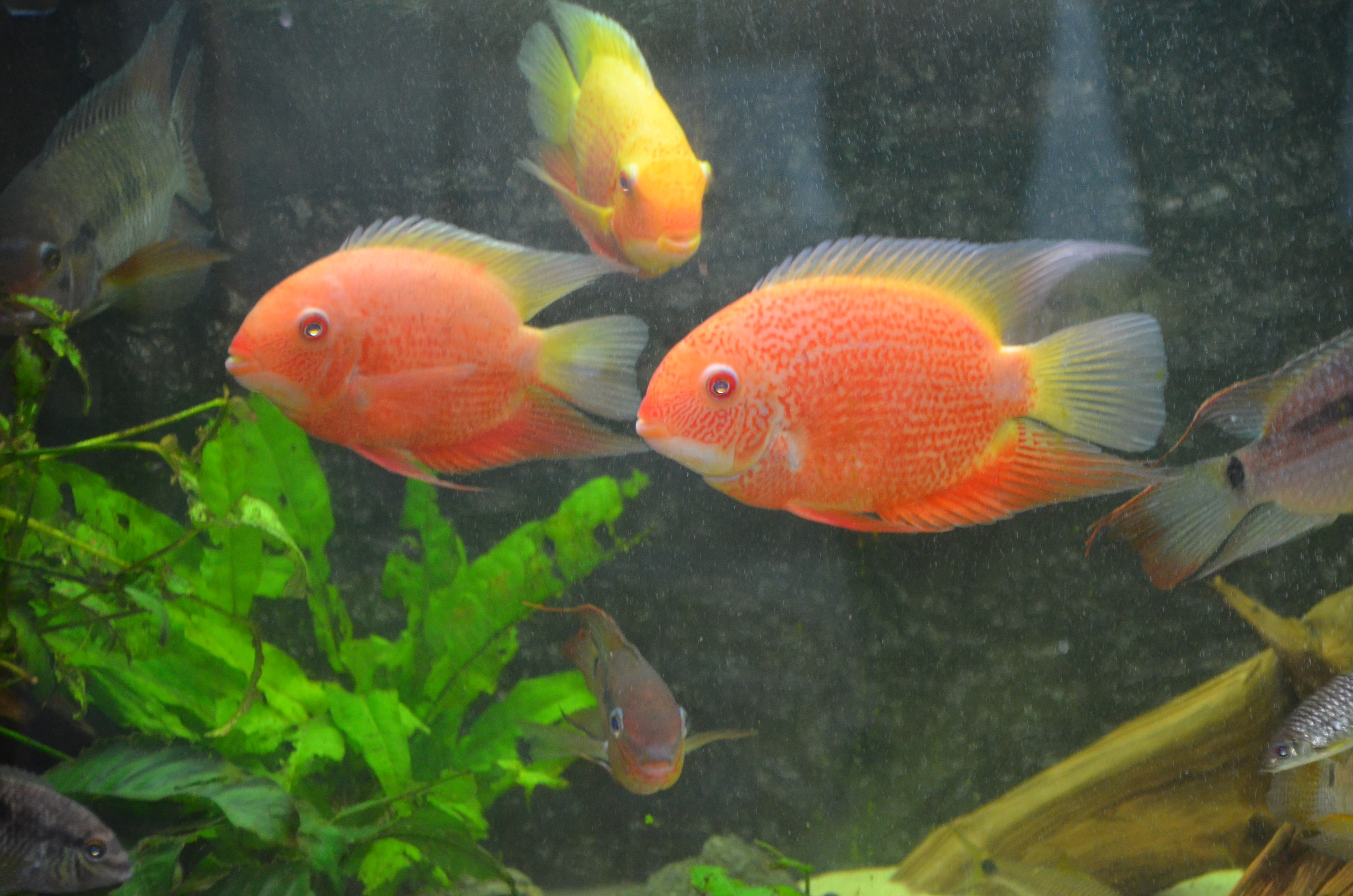 Heros sp.red spotted