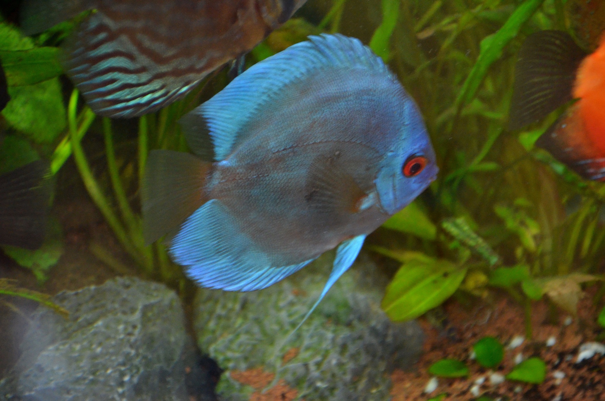 Diskusbuntbarsch (Blue Diamond)