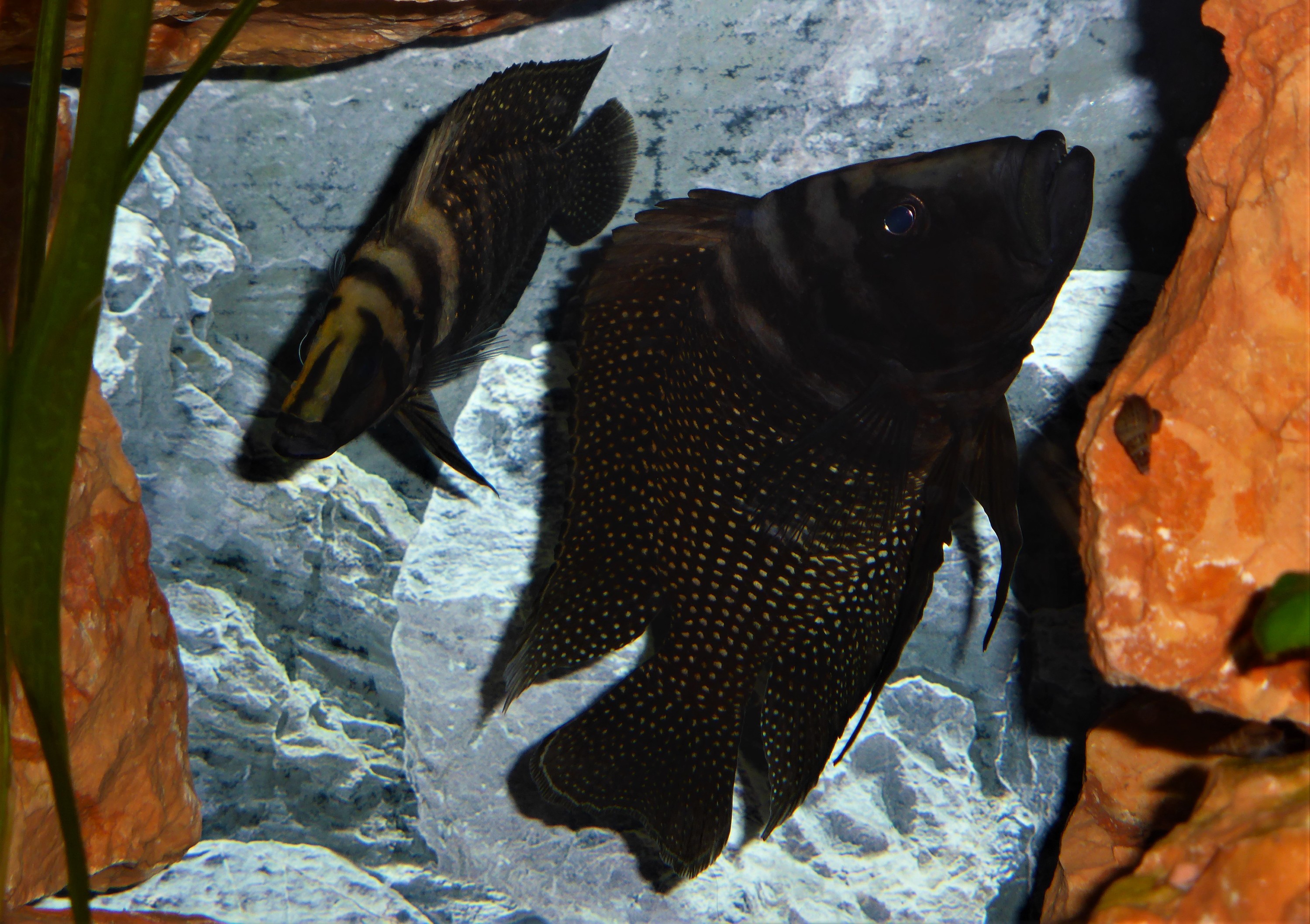 Altolamprologus F1 WFNZ Pärchen