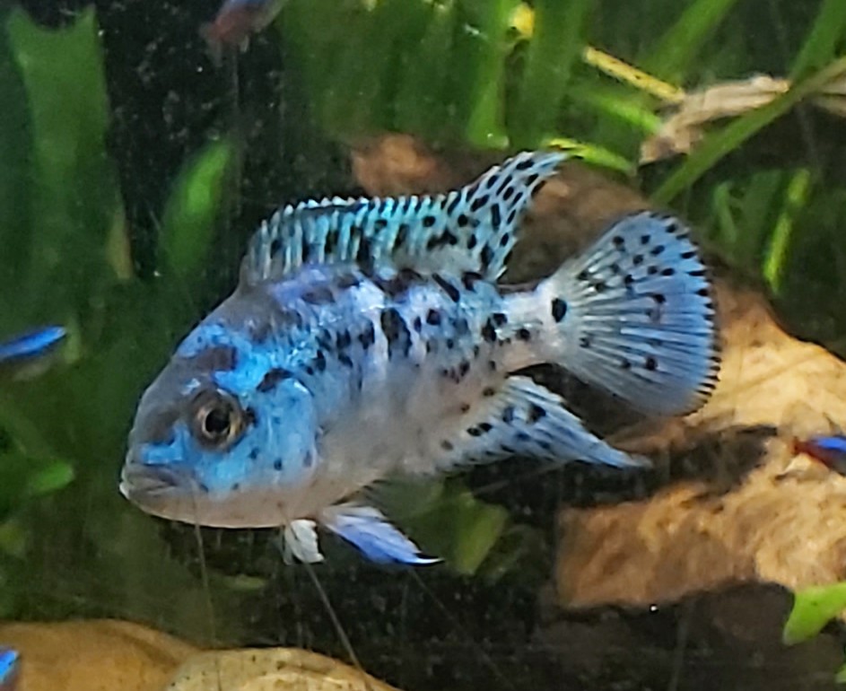 Rocio octofasciata Blue Dempsey