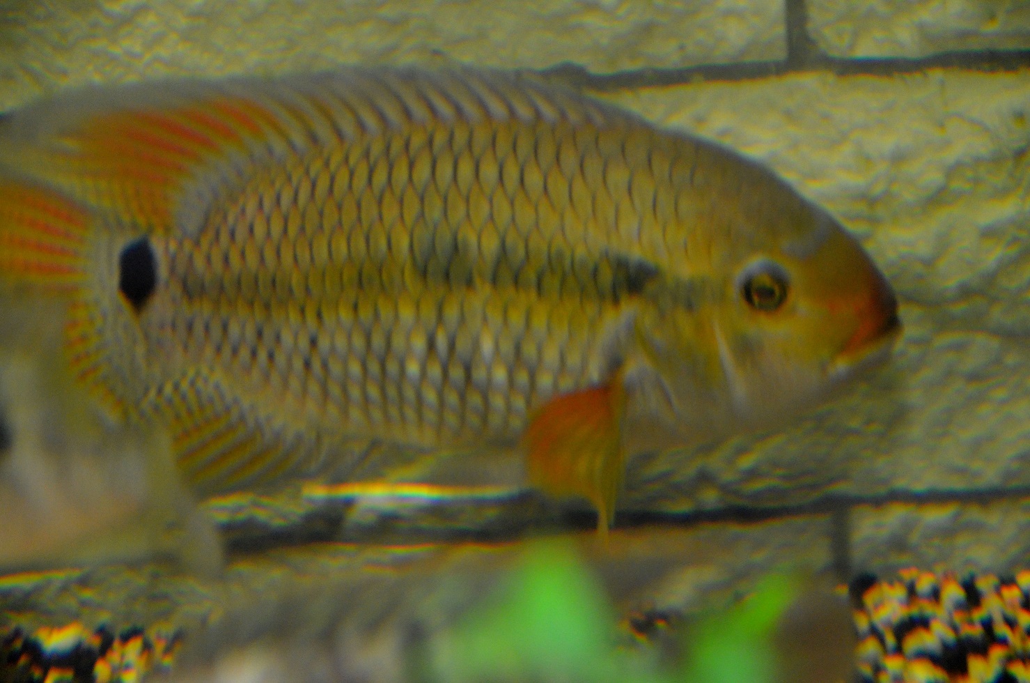 Cichlasoma amazonarum