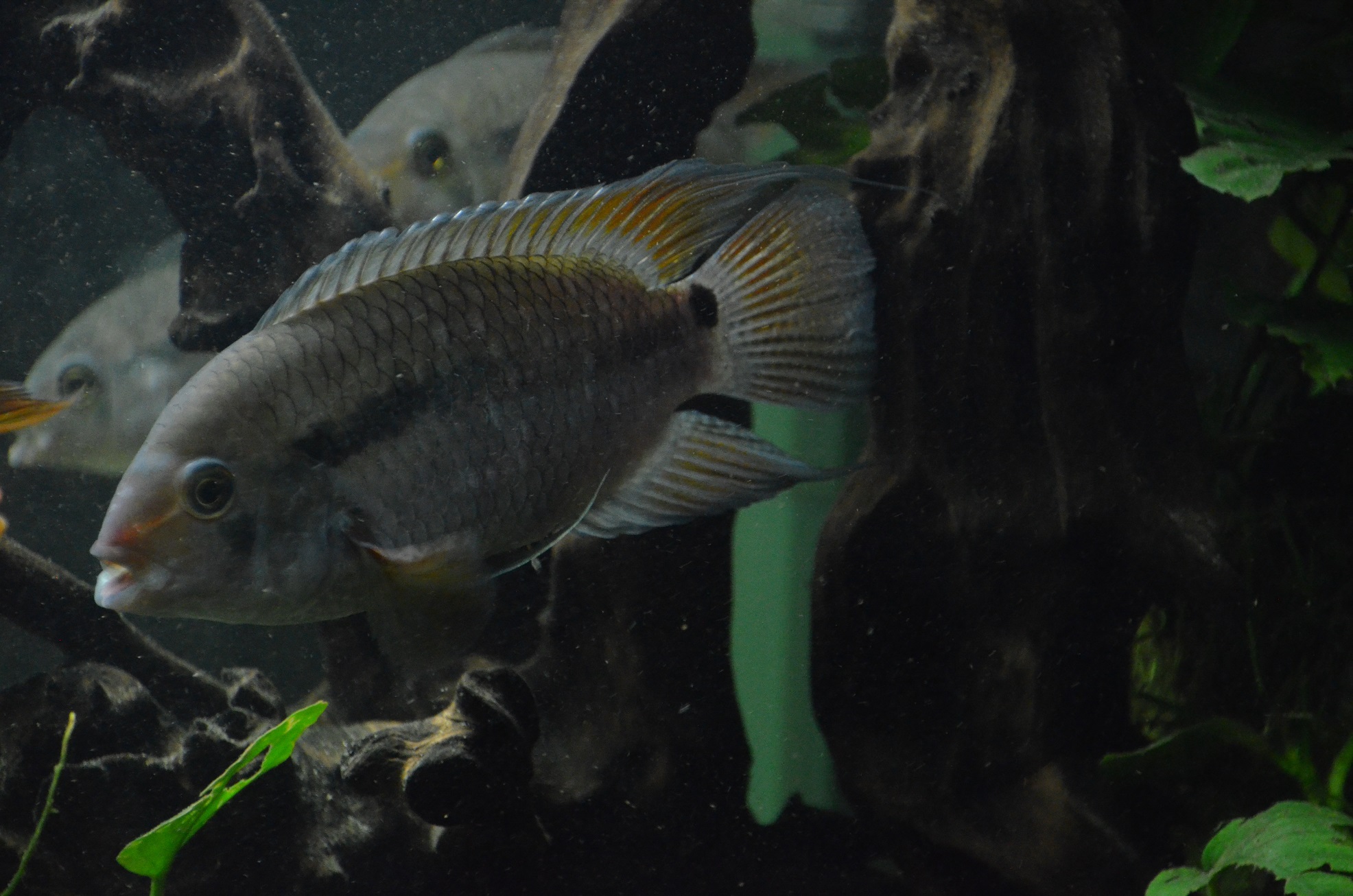 Cichlasoma amazonarum