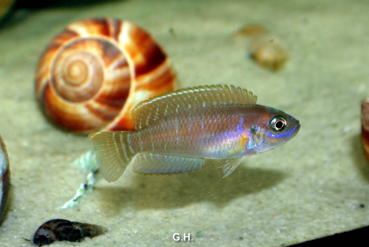 Neolamprologus brevis