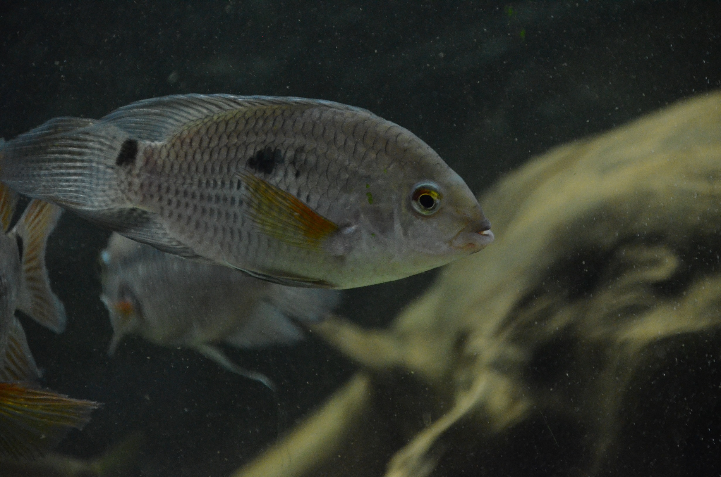 Cichlasoma boliviense