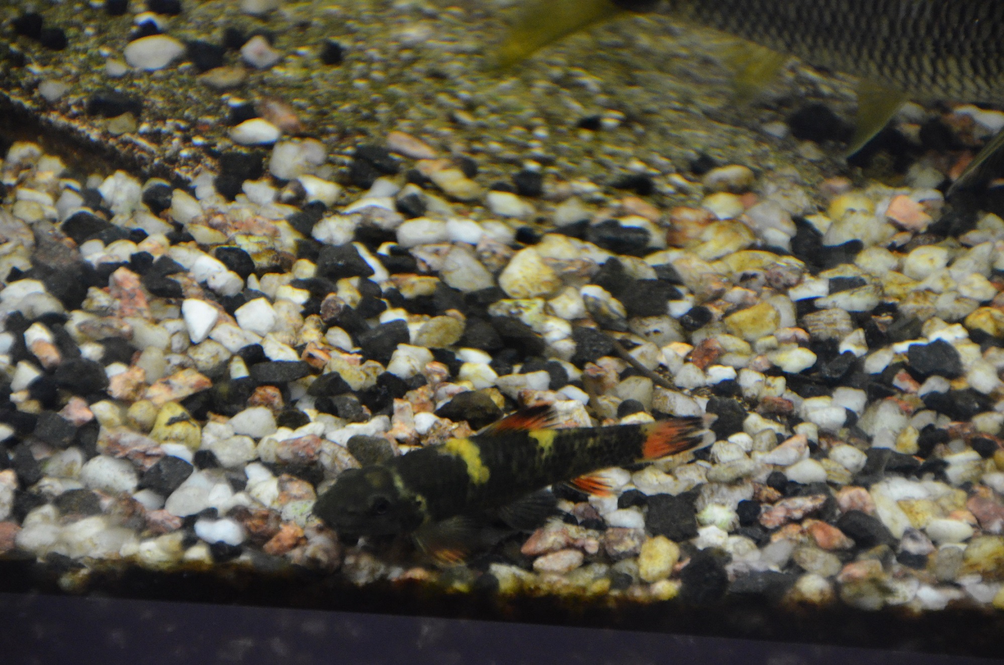 Brachygobius xanthozonus