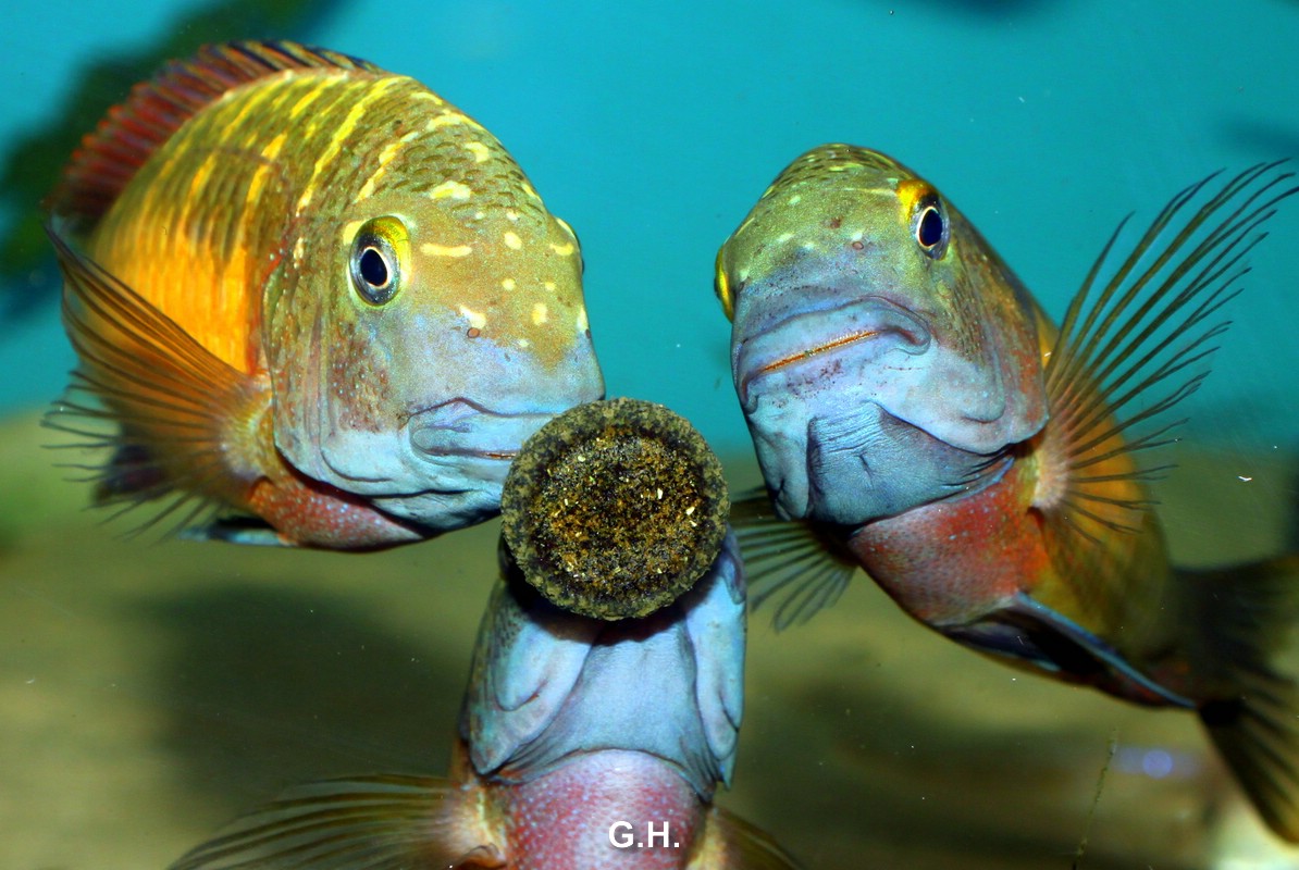 Tropheus Red rainbow