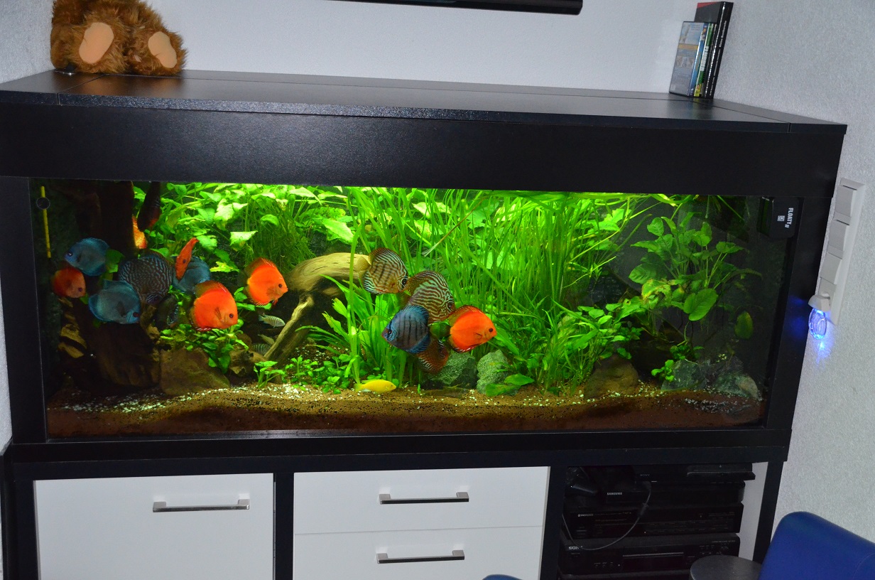 Aquarium Gesamtansicht