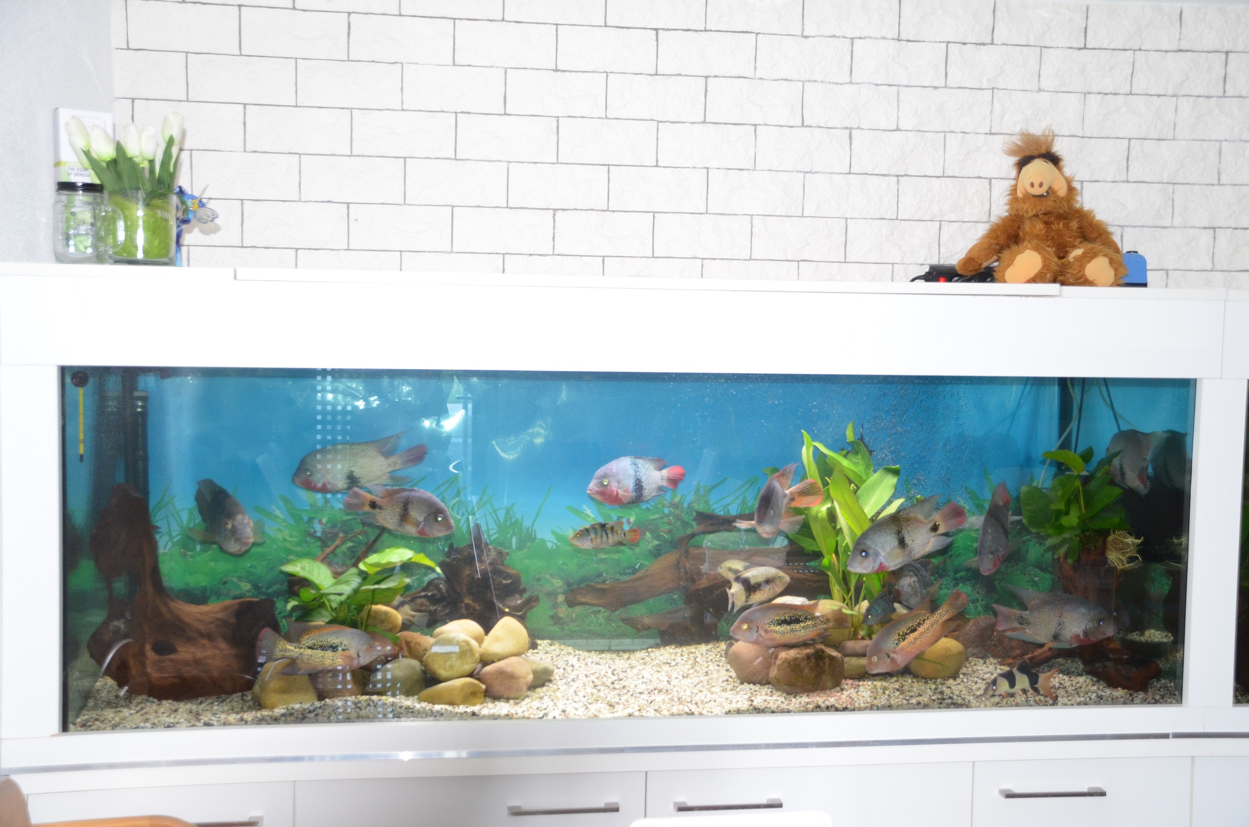 Aquarium Gesamtansicht
