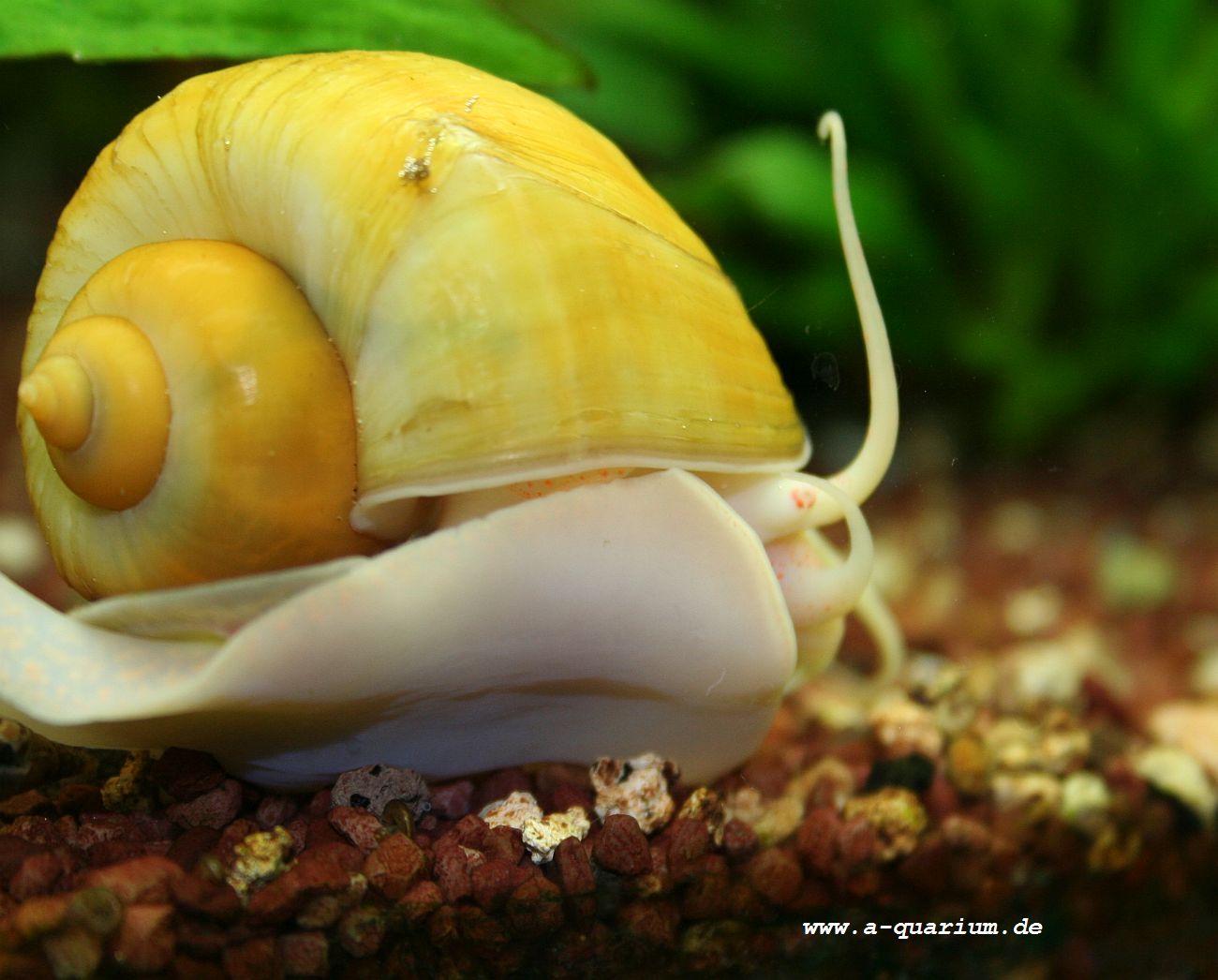 gelbe Apfelschnecke