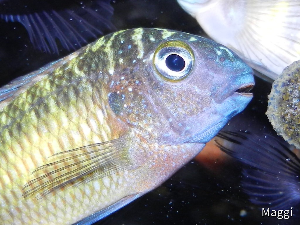 Tropheus Kasakalawe