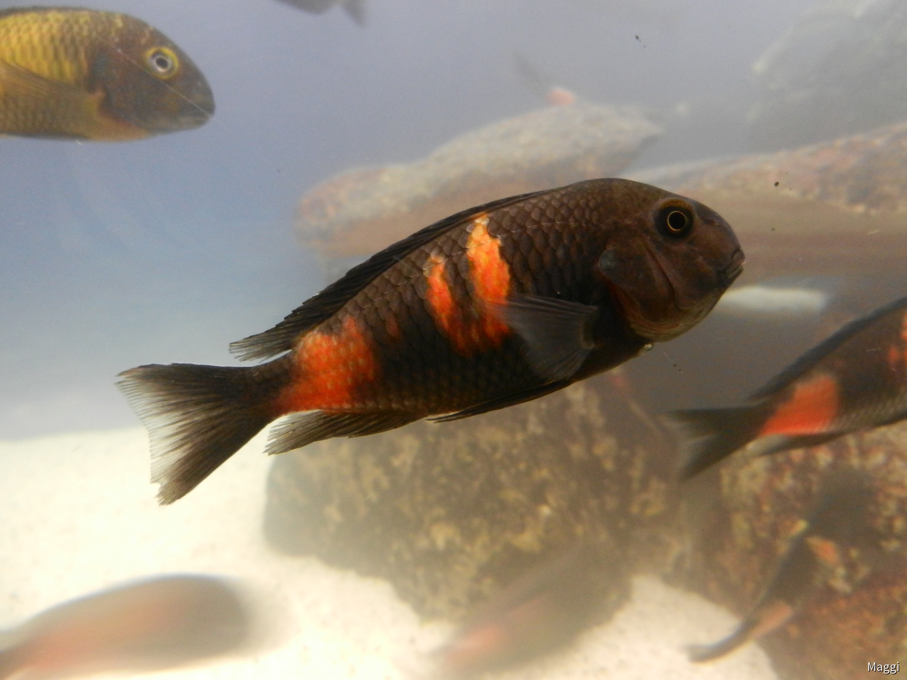 Tropheus Bulu Point, tragend