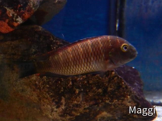 Tropheus moorii Kabiolwe