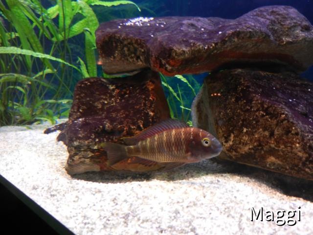 Tropheus moorii Kabiolwe