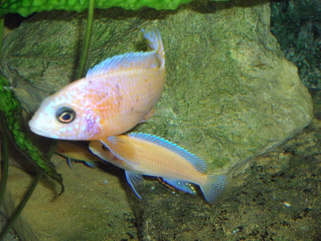 Aulonocara whitefirefish male