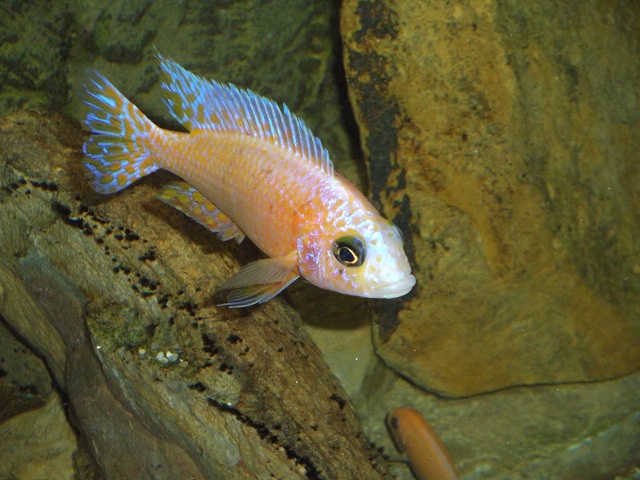 Aulonocara whitefirefish male