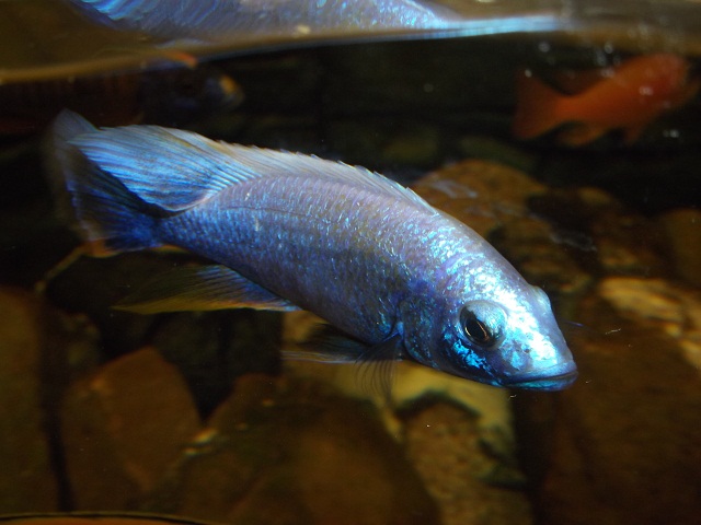 Sciaenochromis fryeri male