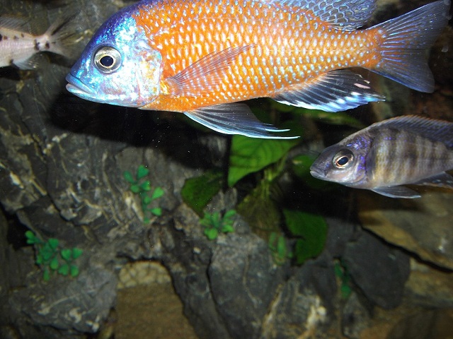 Copadichromis borleyi kadango male  und Protomelas steveni taiwan