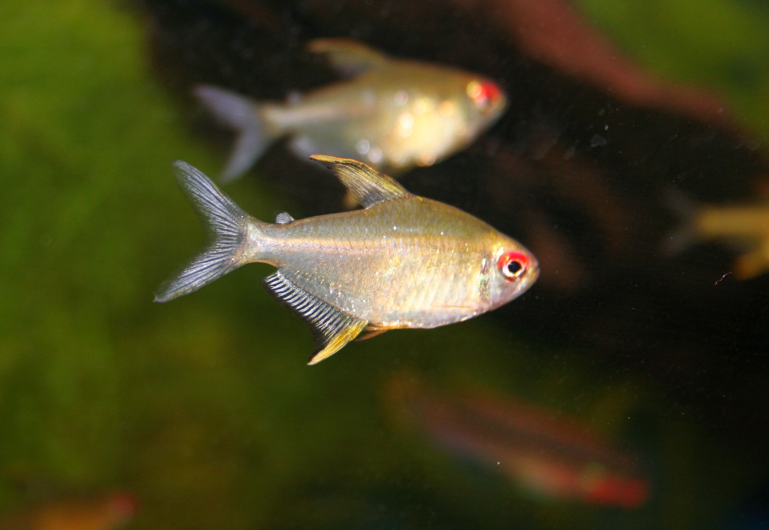 Hyphessobrycon pulchripinnis