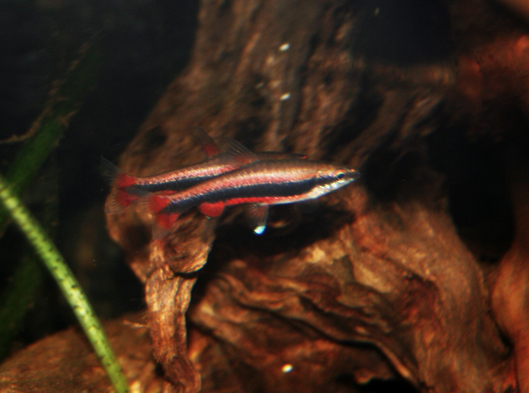 Nannostomus beckfordi