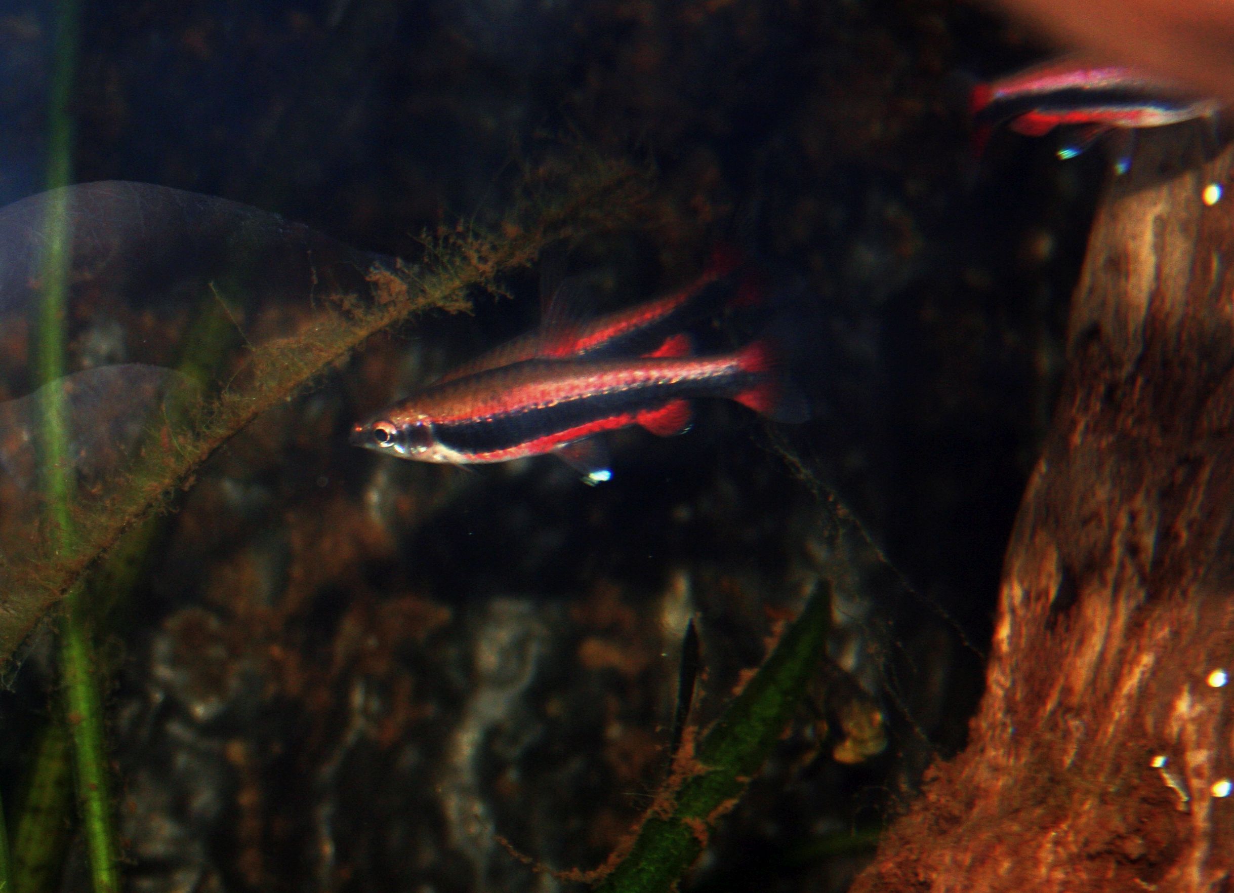 Nannostomus beckfordi