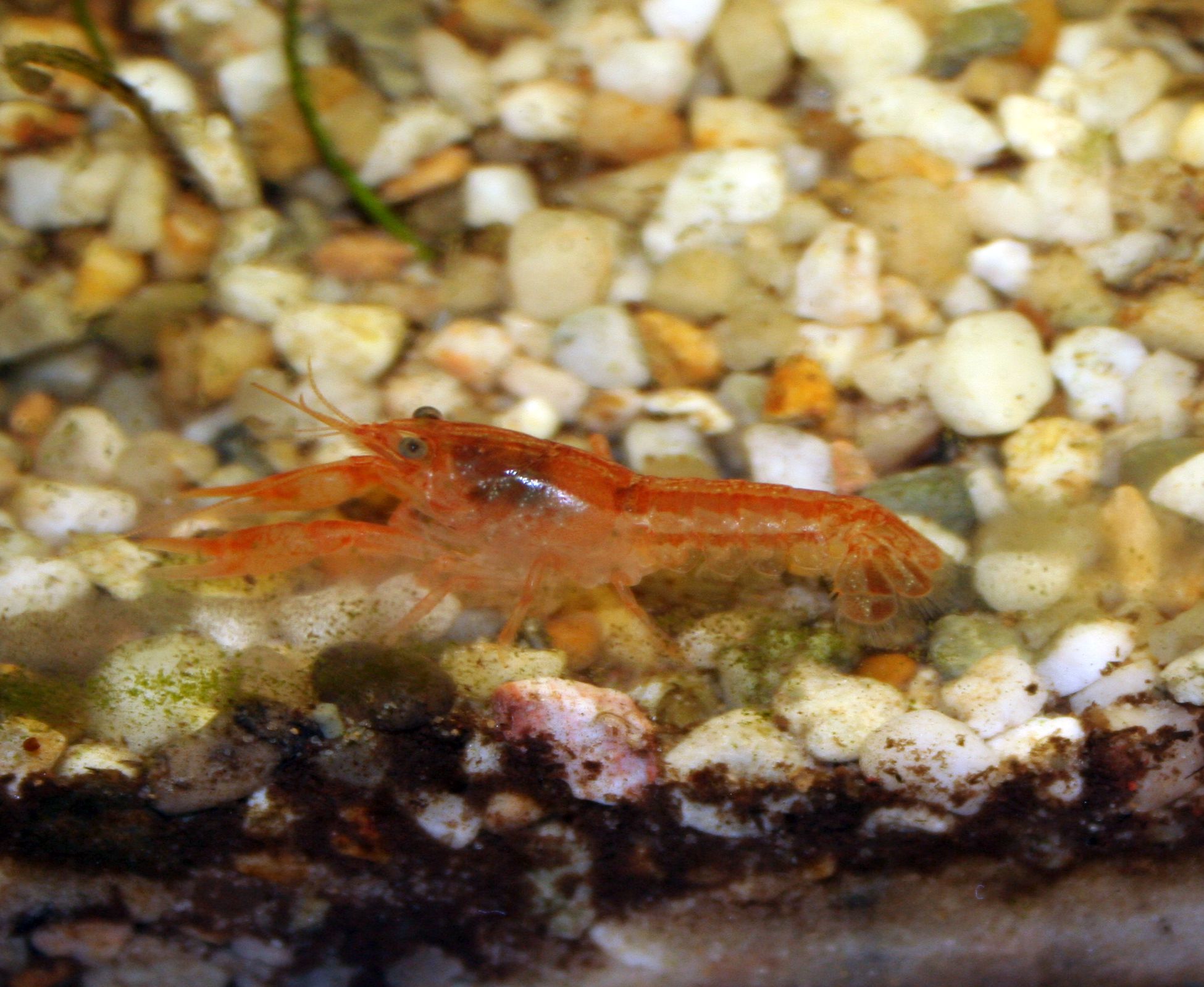 Cambarellus patzcuarensis