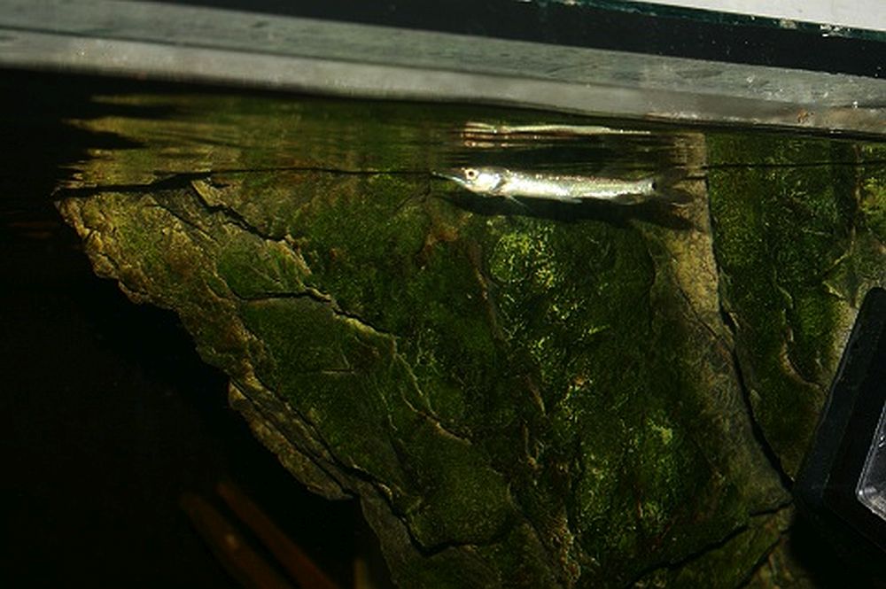 Ctenolucius hujeta